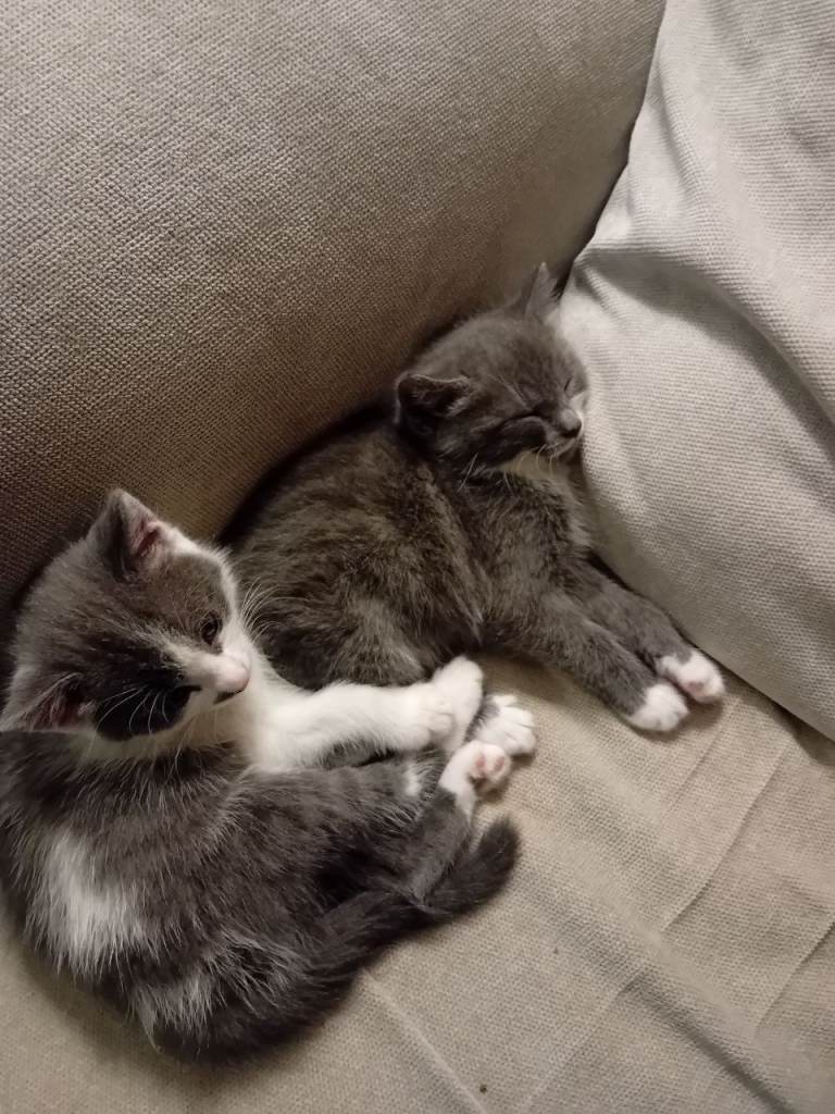 8 week old kittens ready to go.