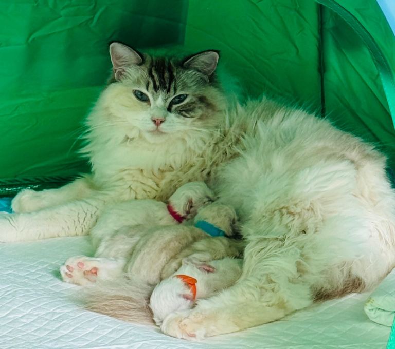 Beautiful Purebred Ragdoll Kittens for Sale