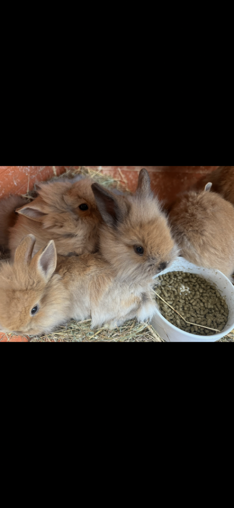 Baby Lion Head Bunnies
