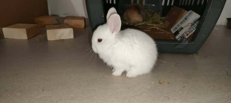 Gorgeous Baby Rabbits Looking for a Lovely Home | in Milton Keynes ...