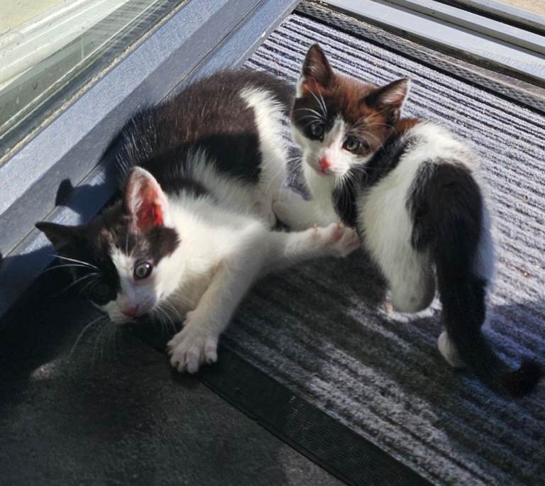 3 lovely kittens looking for new home 🏡 