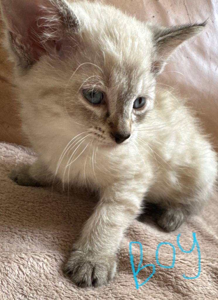 Stunning Siamese cross 