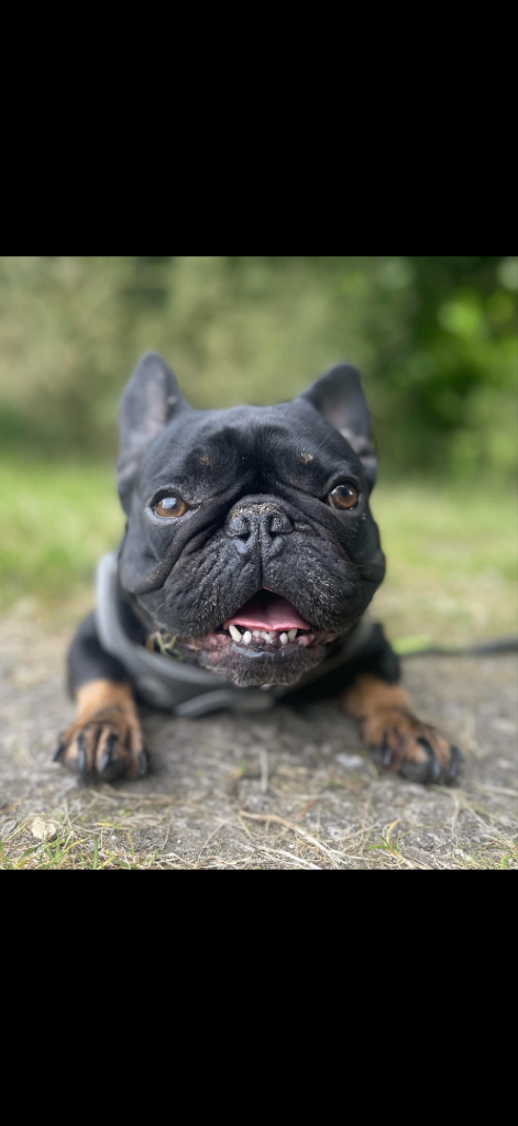 French bulldog for re homing 