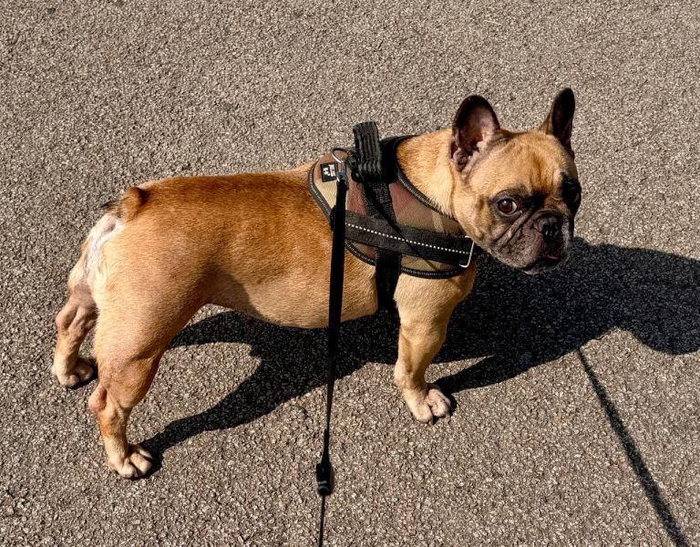 KC Reg French Bulldog