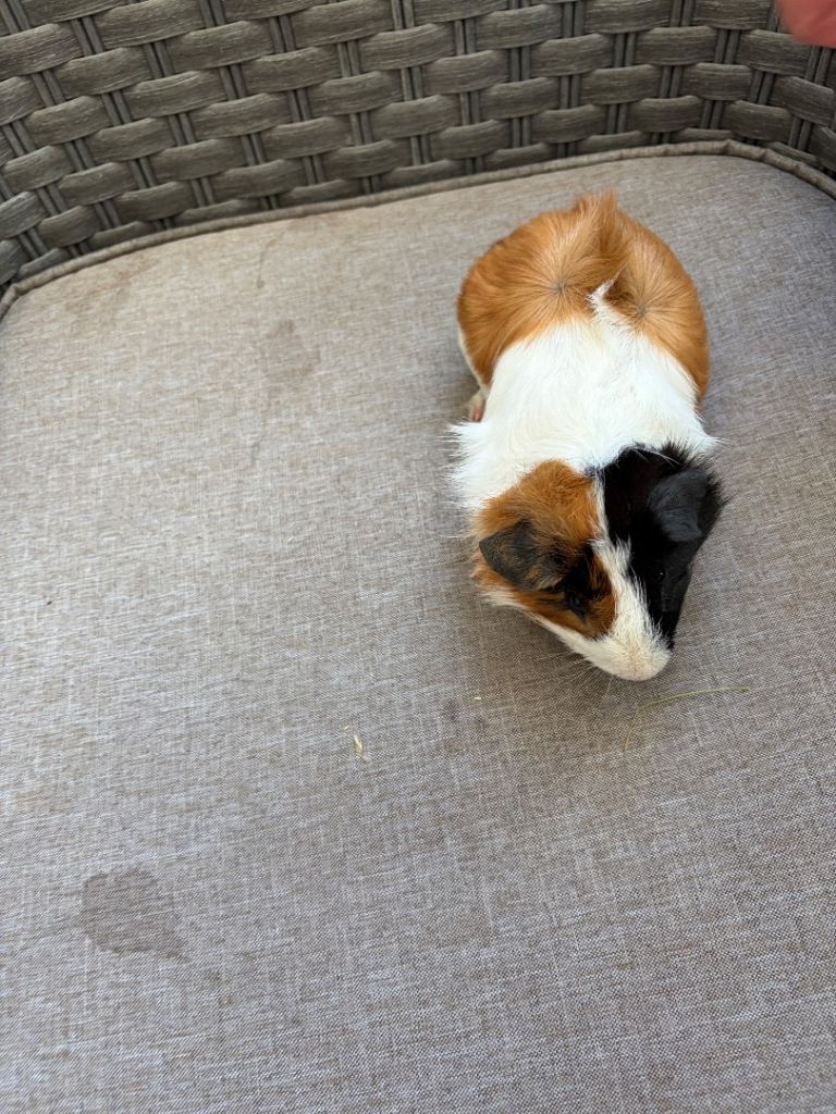 3 month old guinea pigs