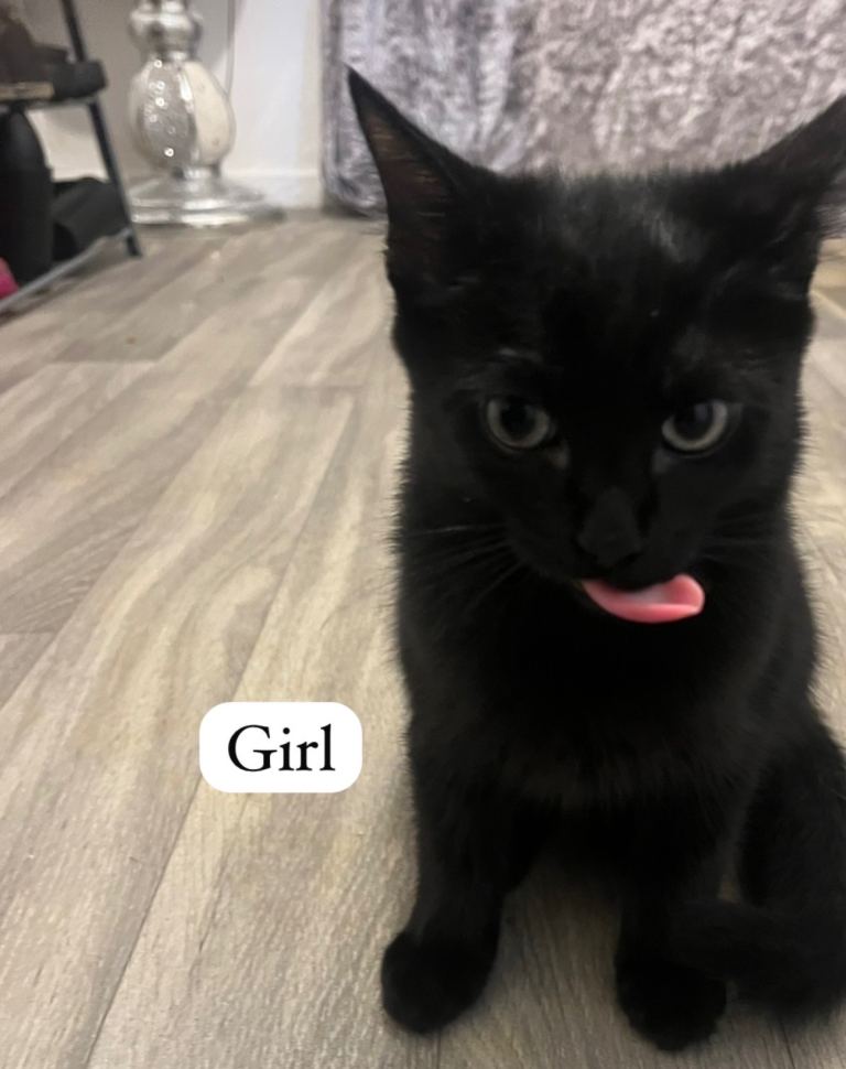Half bengal kittens  black girls & boy