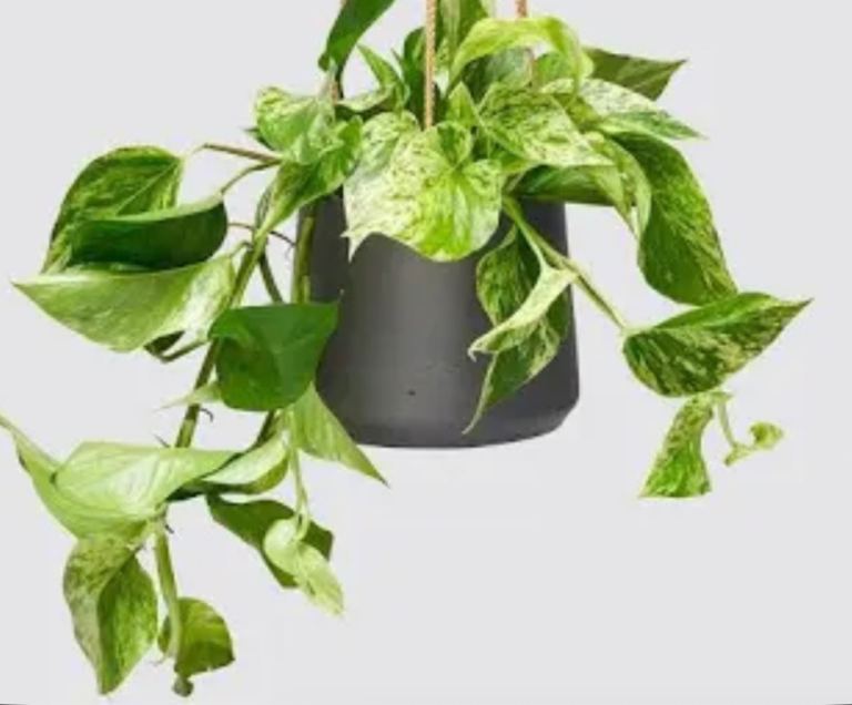 Pothos plant 