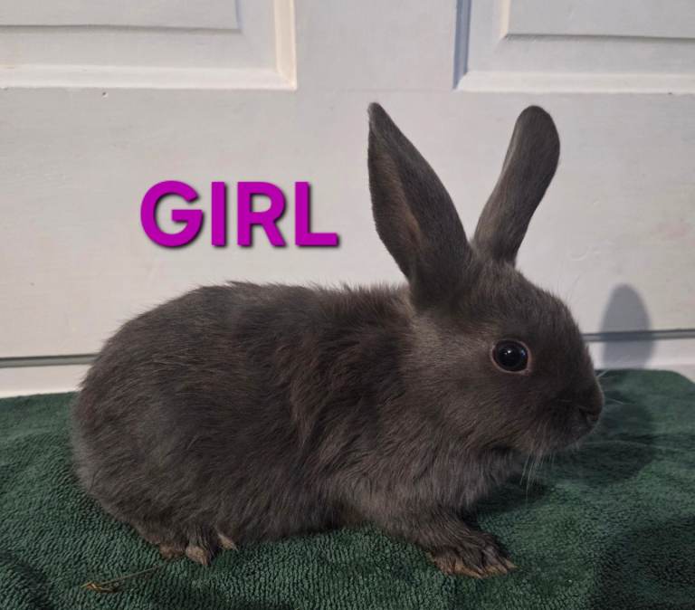 HAND REARED BABY RABBITS!!! VIEW ALL PICTURES!!