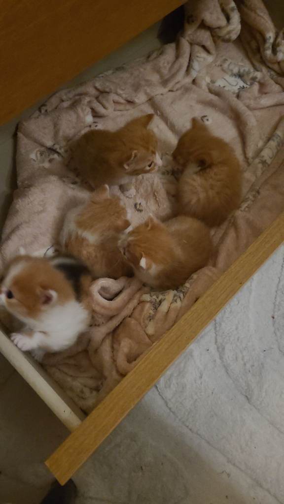 5 kittens for sale