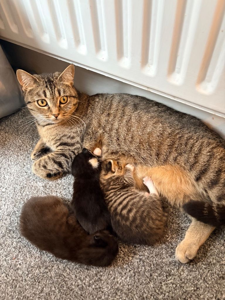 3 Beautiful Kittens
