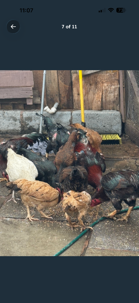 Chicken for sale very healthy strong bread 
