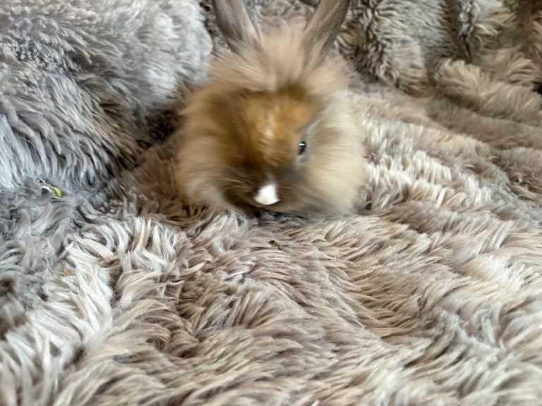 REDUCED: 4 beautiful baby rabbits for sale