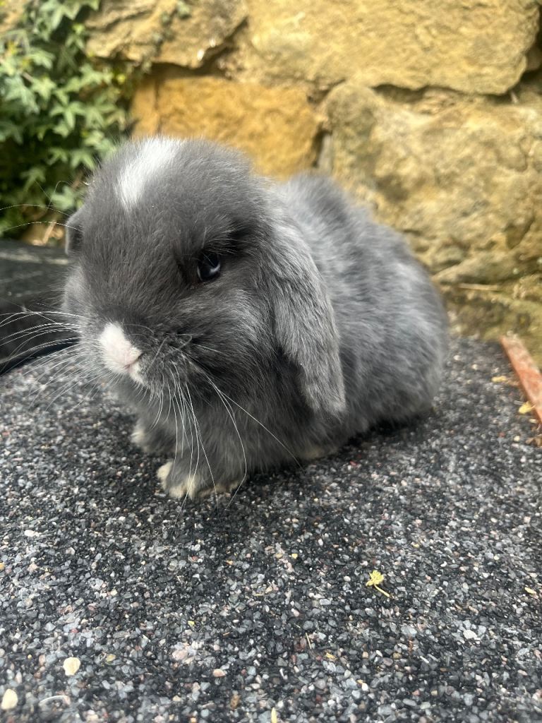 Gorgeous buck ready now 