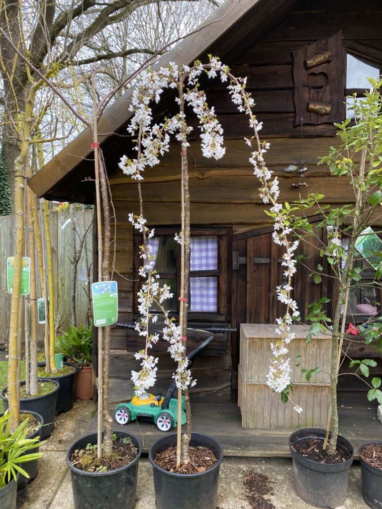 Magnificent Snow Showers Weeping Blossom Tree. Simply Beautiful