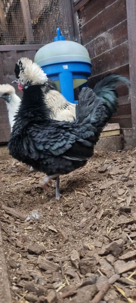 Polish snd silkie chickens 