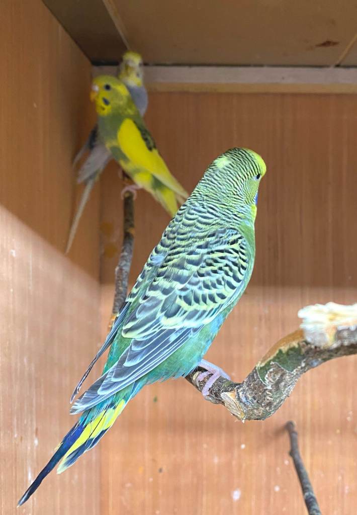 Quality Baby Budgies for sale