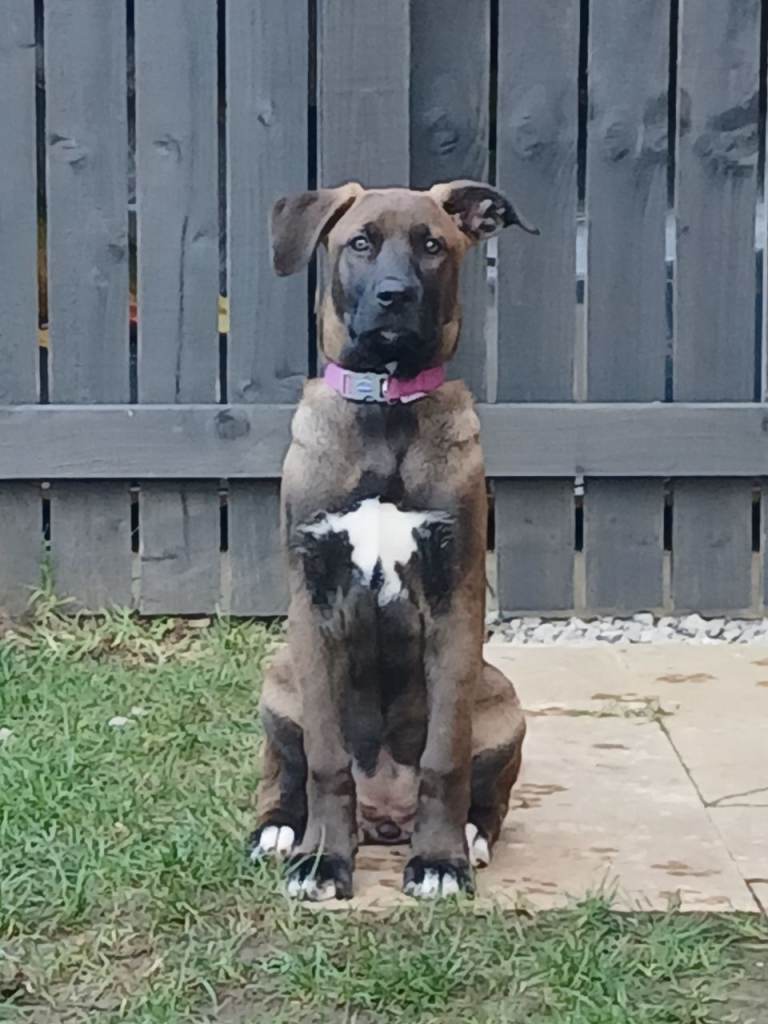 Belgian malinois cross 
