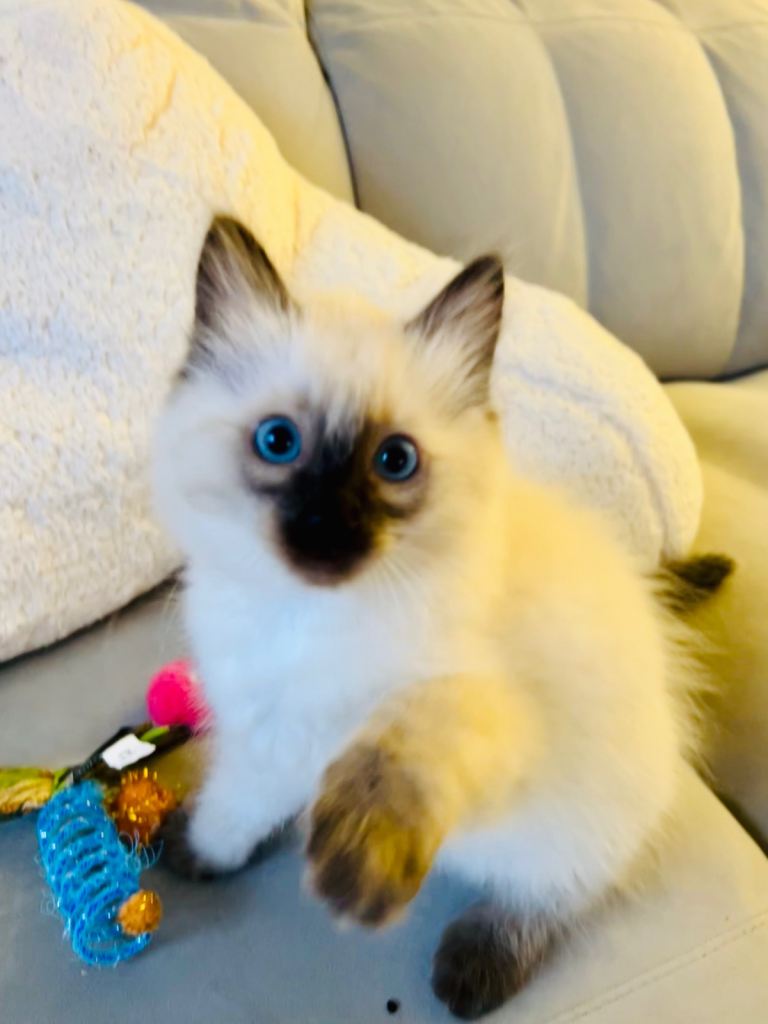 Ragdoll Kittens Ready Now