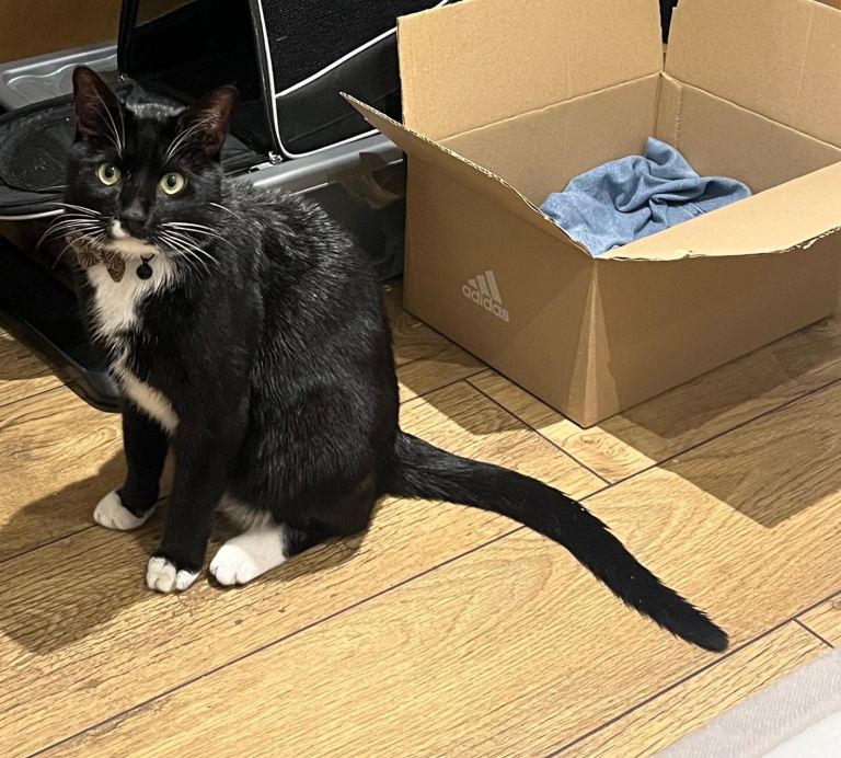 4 year old cat for sale 