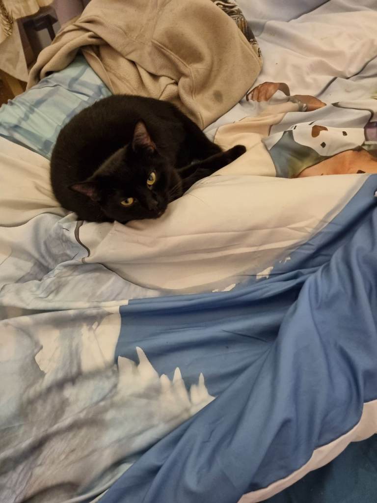 2 year old black cat