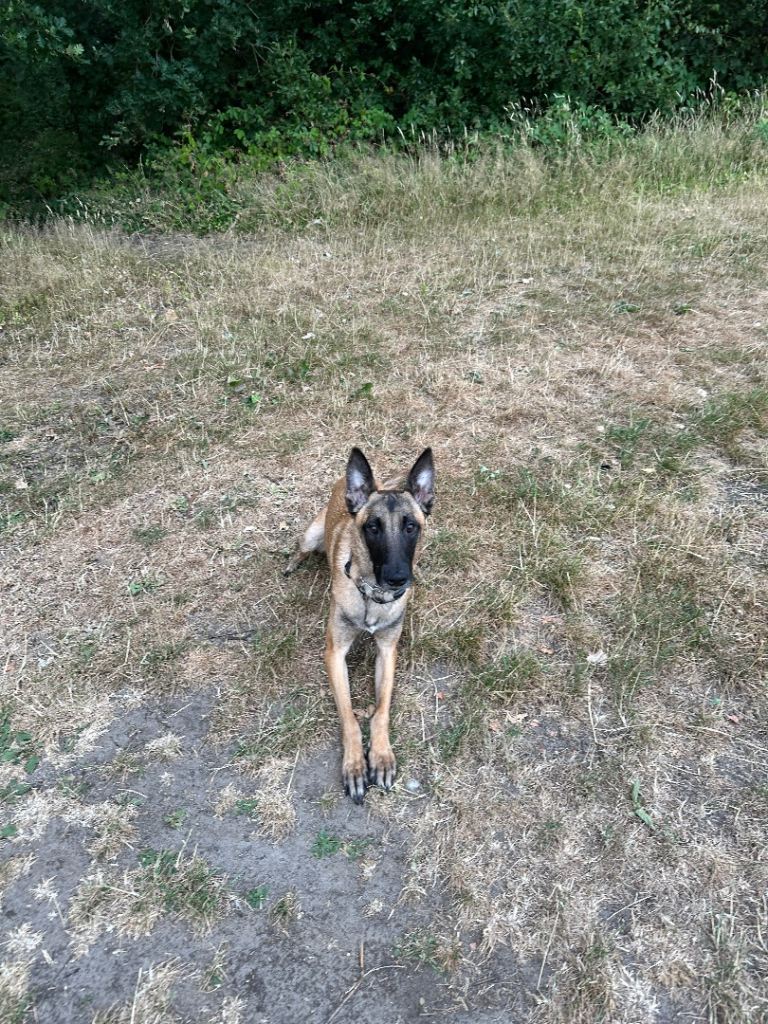 Active 1-Year-Old Belgian Malinois Looking for His Forever Home (Max)