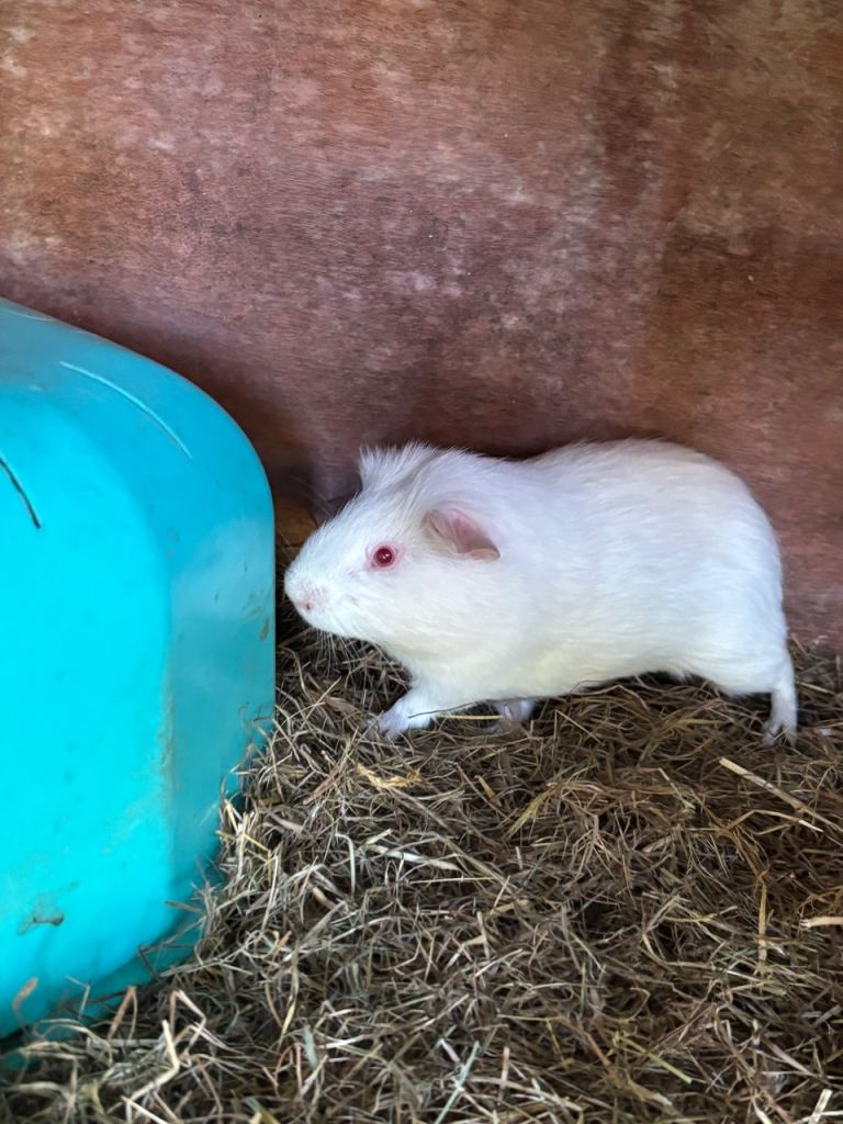 Two guinea pigs for sale