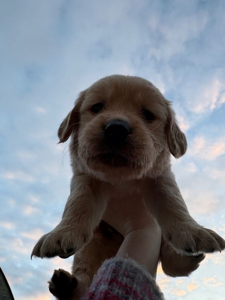 Golden retriever 