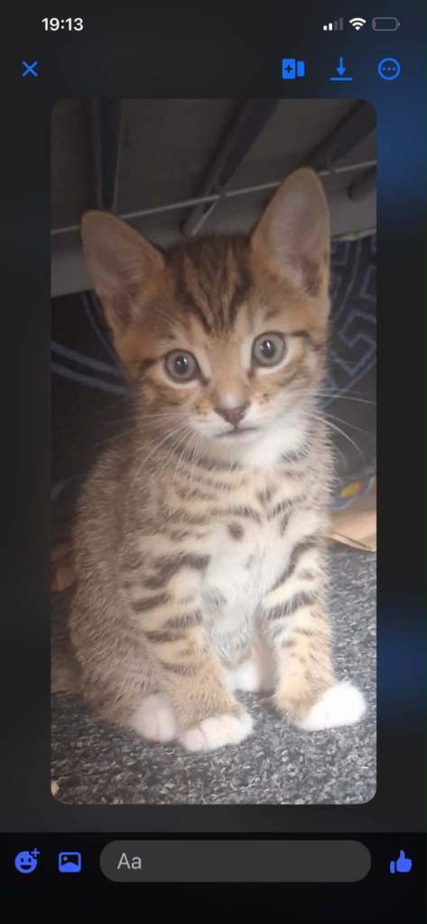 Kittens 