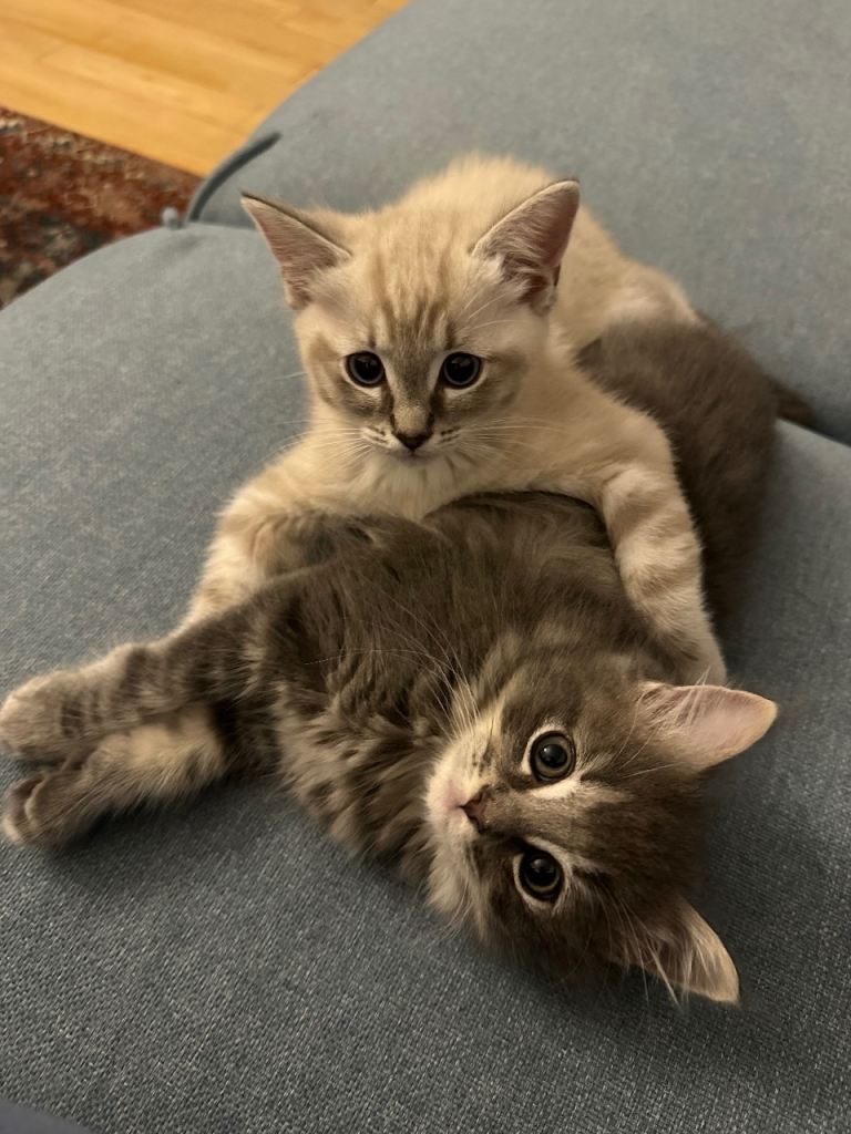 Beautiful Cross bread Ragdoll kittens for sale! (PLEASE READ DESCRIPTION)