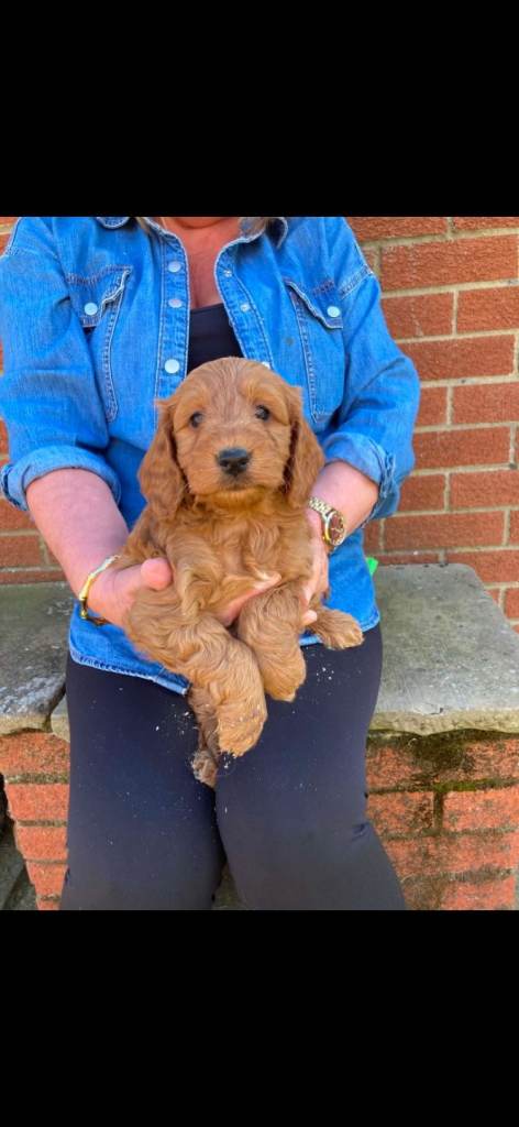 Cockapoo /cockerpoo puppies 