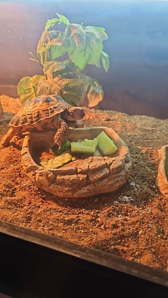 Rexy..  Russian Horsefield Tortoise 
