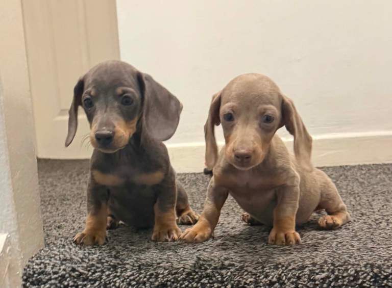 Dachshunds boys&girls!!