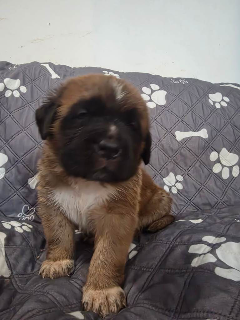 Saint de bordeaux puppies 