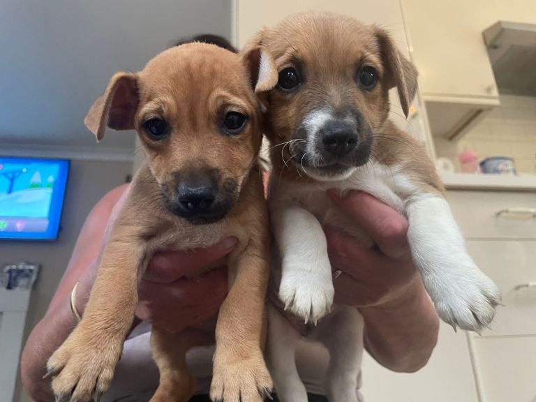 Jack Russell puppies