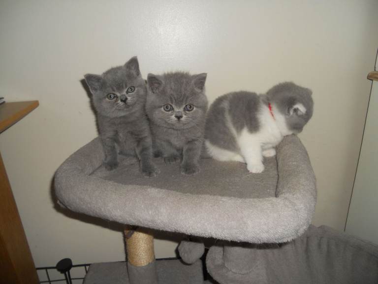 Beautiful British Shorthair Kittens St Helens £700