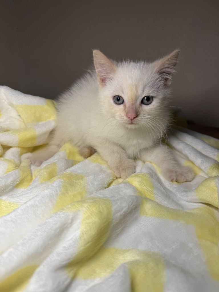 Beautiful Ragdoll Mix Kittens- Ready for forever homes!🐾💓