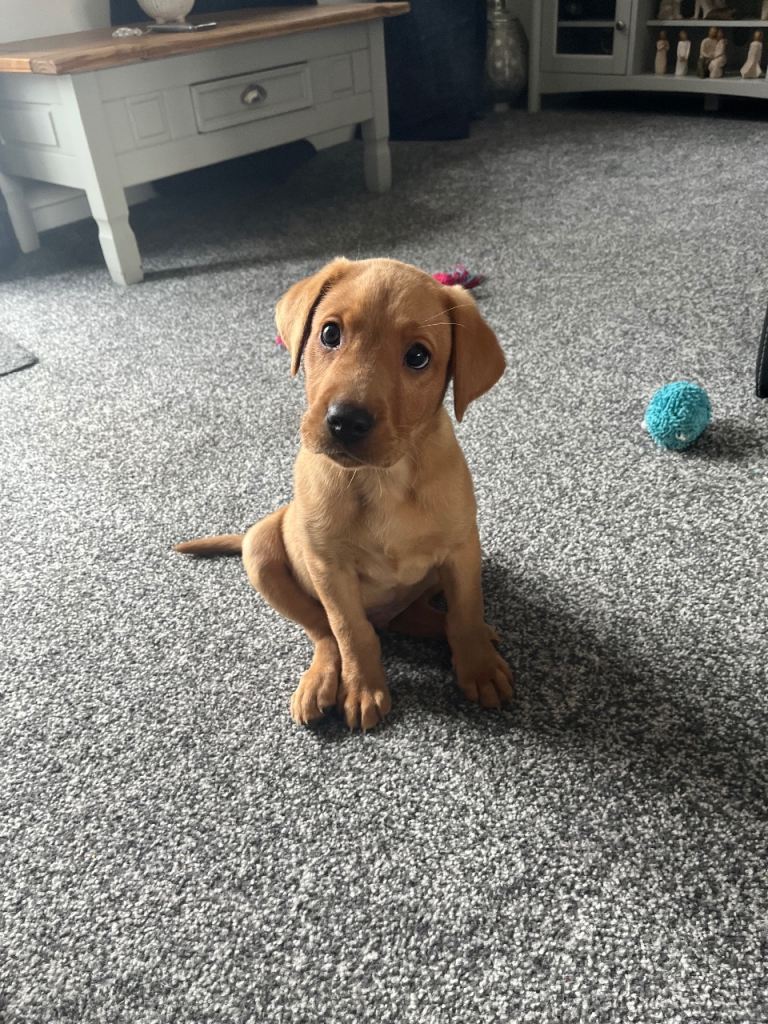Labrador male puppy