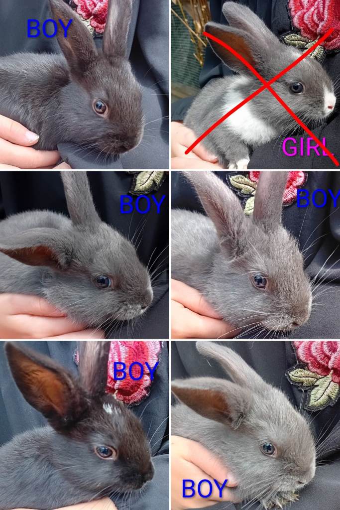 9 week old rabbits