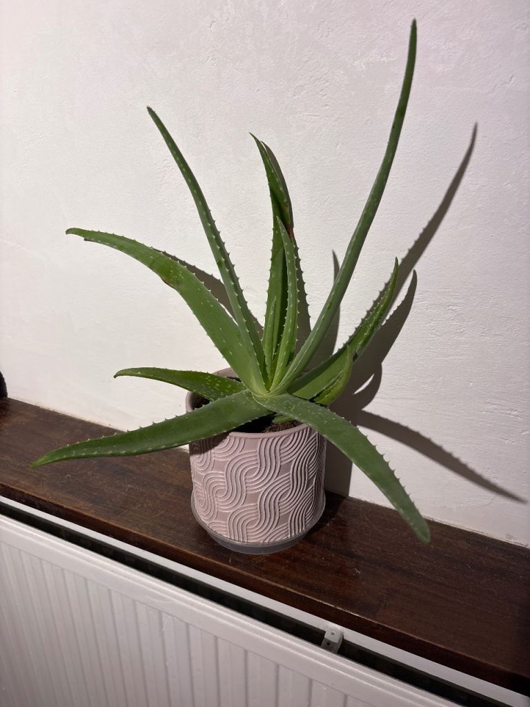 Aloe Vera Plant in ceramic pot - easy to care!