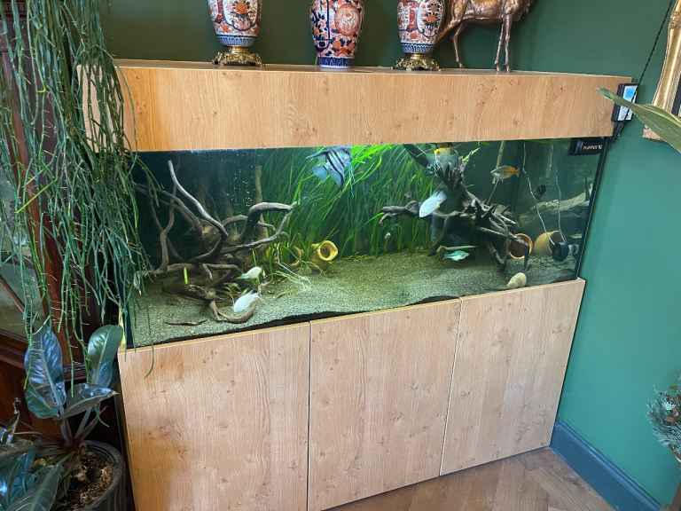 5ft aquarium