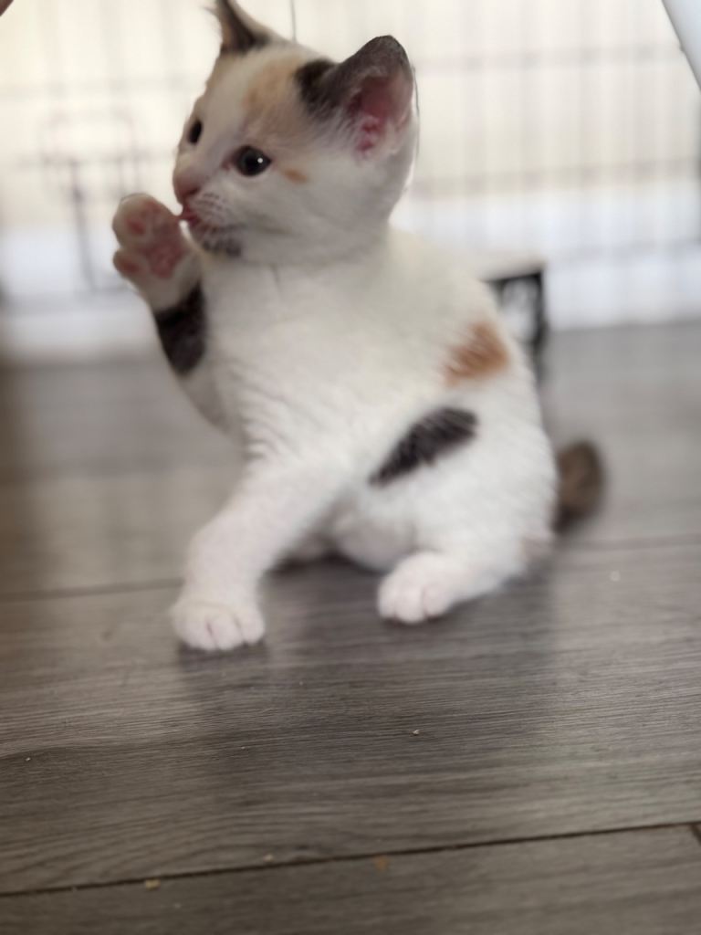 Beautiful Turkish van mixed breed kittens 