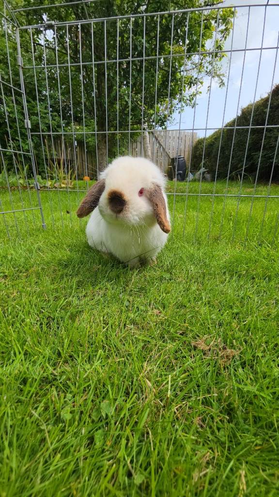 Handsome mini lop male