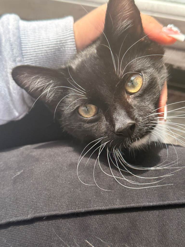 Kittens for sale