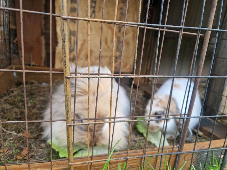 Two rabbits for sale