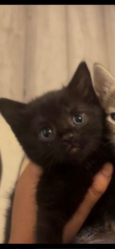 Female Kitten - Blue Eyed