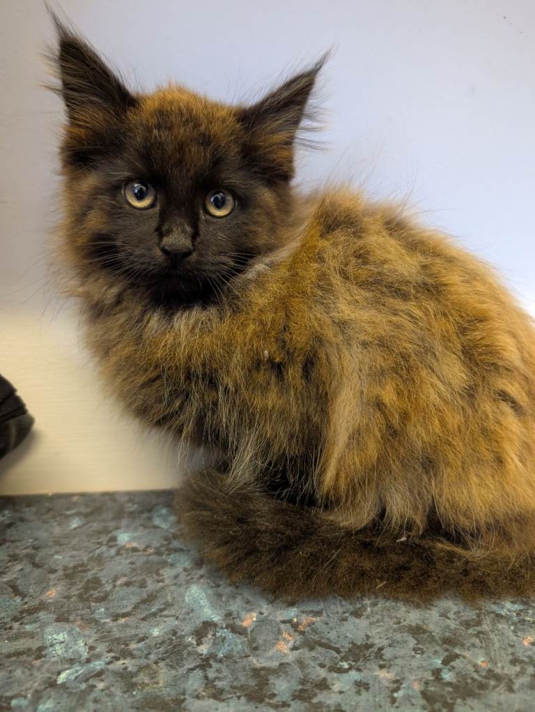 Main coon crossbreed 