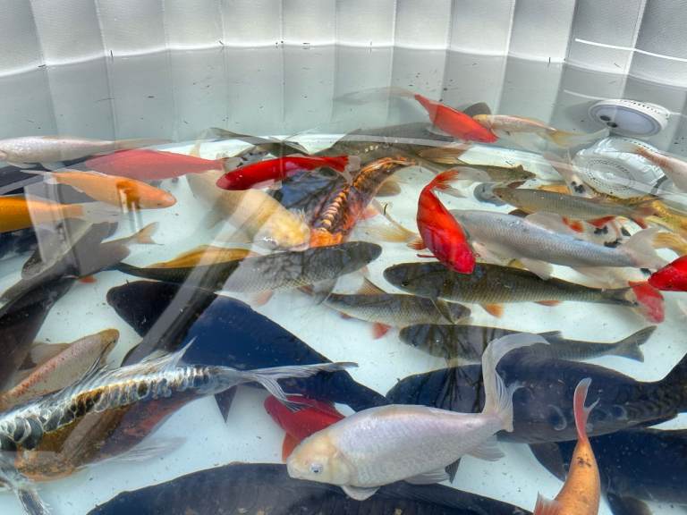 Variety of Koi and other pond fish - to sell as job lot or individual fish