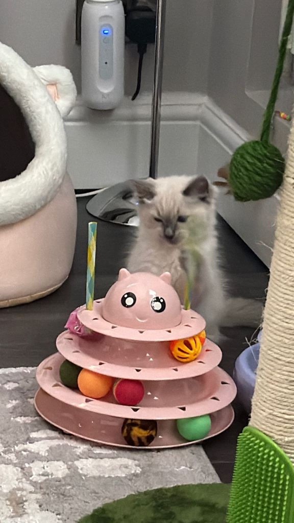 10 week old female ragdoll kitten