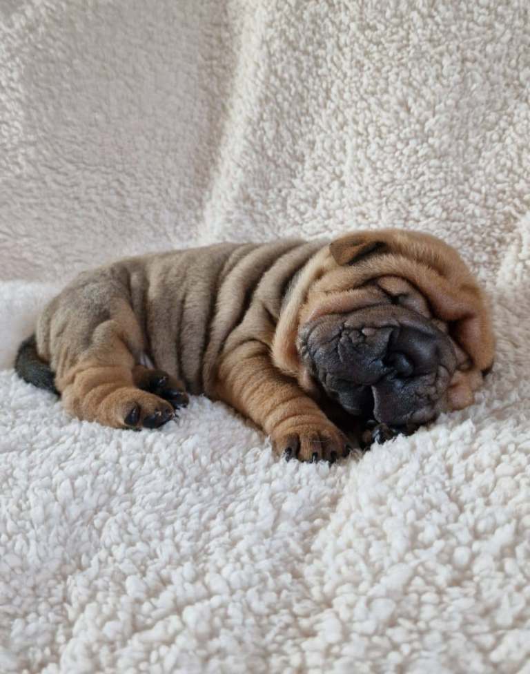  Shar Pei Puppies from Poag/Pll and Spaid tested parents 