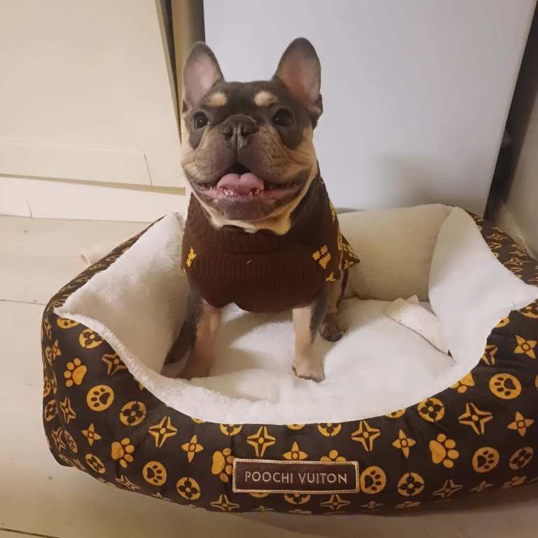 French bulldog/ female frenchie
